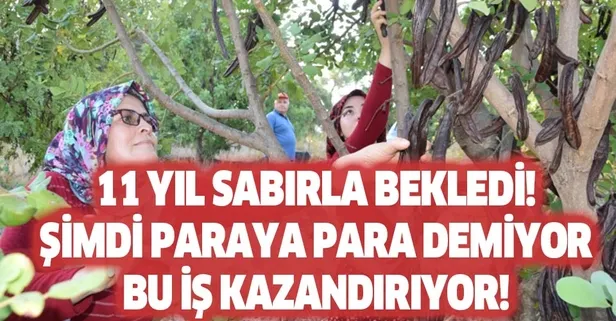 Miras kalan araziye keçiboynuzu dikti! Yıllar sonra para kazanmaya başladı