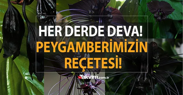 Bilim adamları şaşkın: Her derde deva! Siyah cevher olarak anılıyor! Peygamberimizin reçetesi