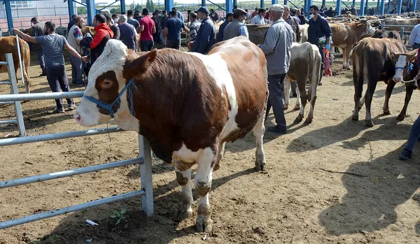 Kurban Bayramı yaklaştı! Şartlar belli oldu! İşte hayvan toplama ve satış yerlerine çalışma izni şartları-2