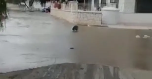 İzmir Seferihisar'daki deprem sonrası Sığacık'ta deniz suyu karaya geldi