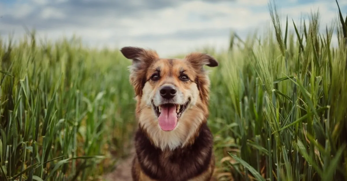 Rüyada Köpek Sevmek Görmek