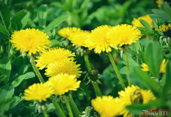 Onlar sıradan besinler değil bilim insanları da doğruladı! Peygamberimiz Hz.Muhammed'in insanlığa tavsiye ettiği yiyecekler - 7