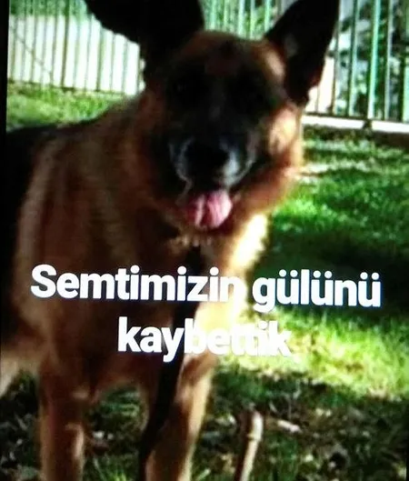 Beşiktaş'ta son dakika vahşet haberi! Köpek kurşunlanarak öldürüldü-1