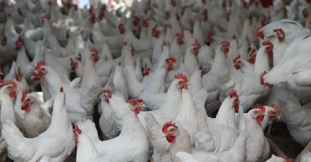 Türkiye’de geçen yıl 2,2 milyon ton tavuk eti, 51 bin 301 ton hindi eti üretildi
