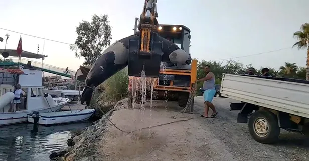 Balıkçılar tarafından denizde bulundu! Tam 300 kilo ağırlığında
