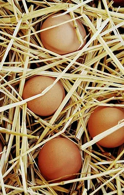 Kahvaltının yıldızı yumurtayı sakın çiğ yemeyin!