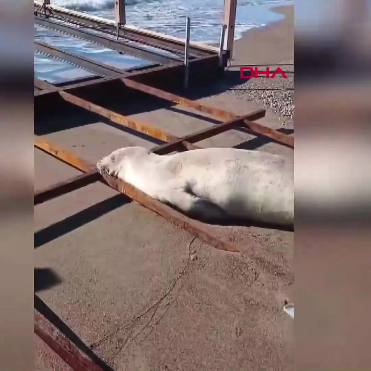 Akdeniz foku sahilde görüldü