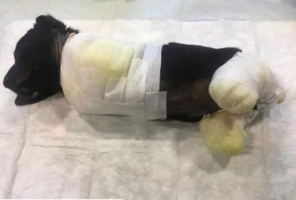 Bacakları kesilen köpekle ilgili Sakarya Valisi Balkanlıoğlu'ndan açıklama-6
