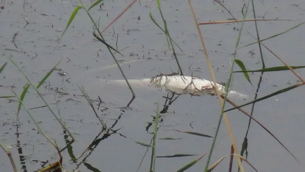 1604817897260.jpg Silivri'de endişelendiren olay! Rengi siyaha döndü, balıklar ölmeye başladı-3