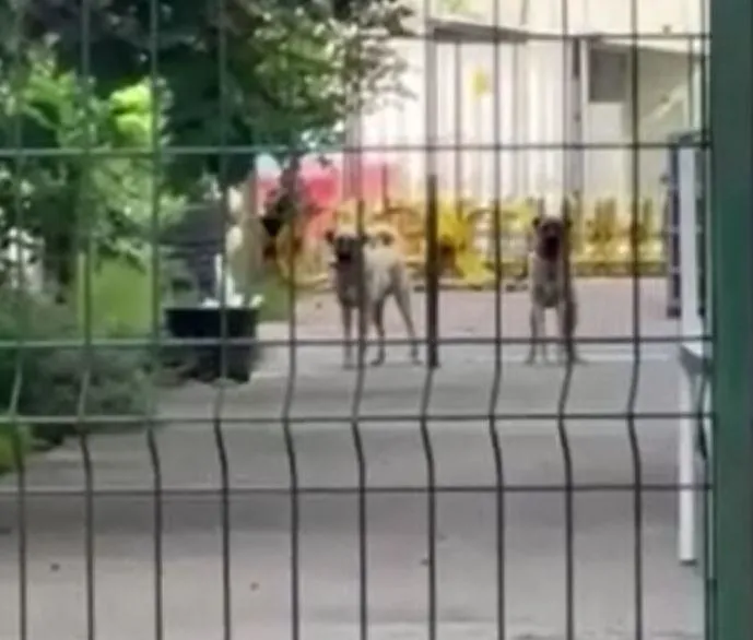 basaksehirde-okul-mudurunun-besledigi-kopekler-ogrenciye-saldirdi-1716370954684.jpeg Başakşehir'de okul müdürünün beslediği köpekler öğrenciye saldırdı-5