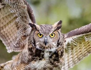 Rüyada baykuş görmek ne anlama gelir?