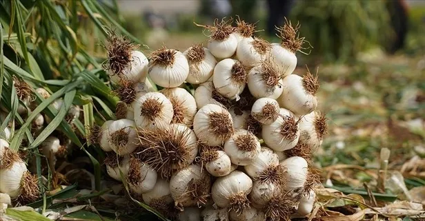 Doğal antibiyotik sarımsak toksinleri vücuttan toksinleri atıyor!