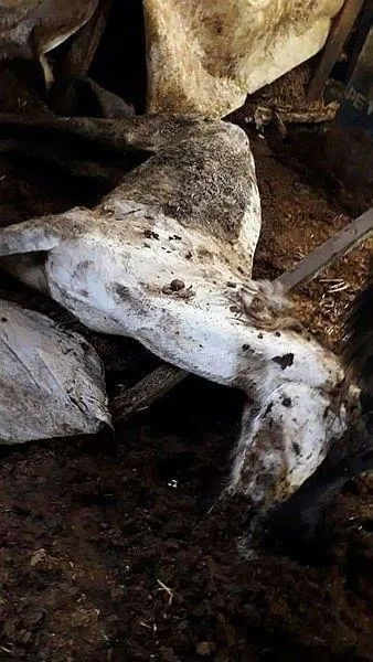 chpli-ekrem-imamoglu-ve-ibbnin-bir-yalani-daha-patladi-ak-parti-kayip-978-at-ile-ilgili-gercekleri-desifre-etti-1620838982506.jpeg CHP'li Ekrem İmamoğlu ve İBB'nin bir yalanı daha patladı: AK Parti kayıp 978 at ile ilgili gerçekleri deşifre etti-2