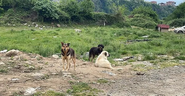 Başıboş köpek düzenlemesi için gözler Meclis'te! Vatandaştan mama lobisine sert tepki: "Devletimiz onların sanal baskılarına meydan tanımaz"