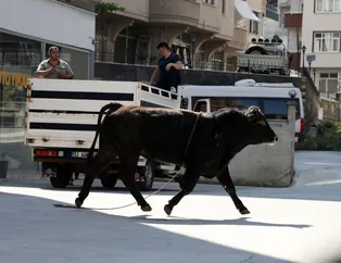Kurban Bayramı'nda yine bilindik manzara! Rize'de boğa kaçtı vatandaş kovaladı