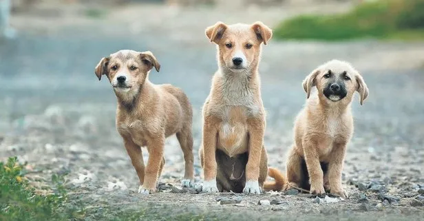 Meclis kanun teklifini onayladı! İşte tüm tartışmalara nokta koyacak başıboş köpeklere yönelik düzenlemenin detayları