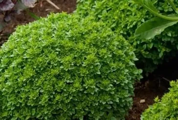 Fesleğenle sinirlenme