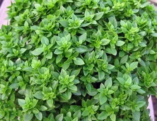 Rüyada fesleğen görmek ne anlama gelir?