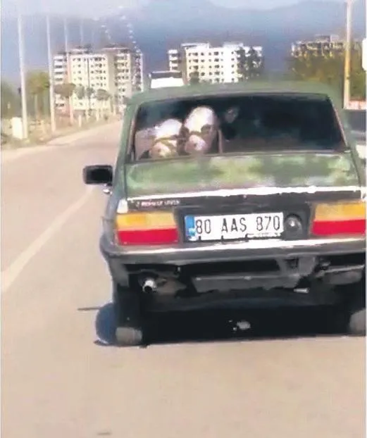 Tekirdağ'da davul zurnalı doğum yaptılar (Yaşam haberleri)-8