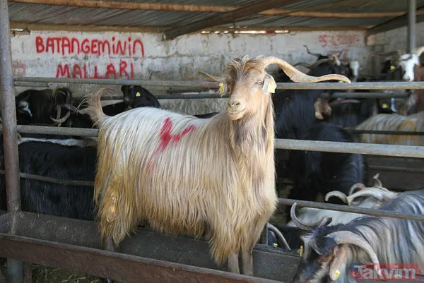 Diyanet, LÖSEV, KIZILAY, İHH, Mehmetçik Vakfı kurban bağış bedeli 2023! Kurban bağış bedeli ne kadar, kaç TL? Vakıflara nasıl bağış yapabilirim? - 3