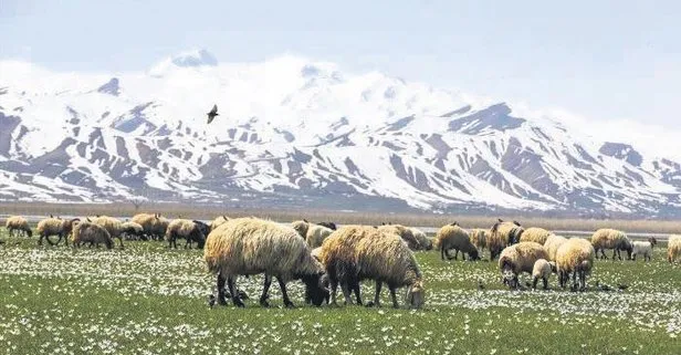 Dağlara bahar geldi