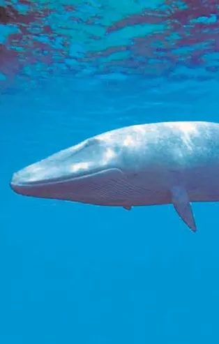 Çocuk oyuncağı değil