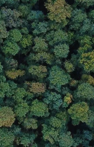 Dünya genelinde yoğun orman kaybı yaşanırken Türkiye'deki orman varlığı arttı