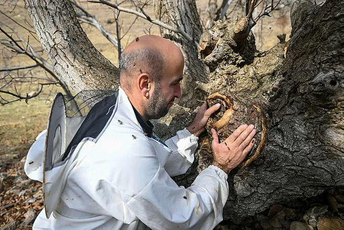 1-saatte-6-bin-tl-3-saatte-30-bin-tl-kazandi-ceviz-agacinin-kavugundan-cikardi-1-kilosu-ceyrek-altinin-tam-2-k-1701851756428.jpg Ceviz ağacının kavuğundan çıkardı! 1 saatte 6 bin TL, 3 saatte 30 bin TL kazandı! 1 kilosu çeyrek altının tam 2 katı-3