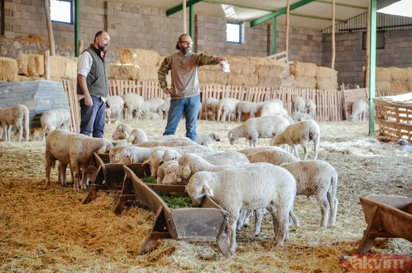 Abi-kardeş kariyerlerini bıraktılar 800 hayvanlı sürü sahibi oldular - 9
