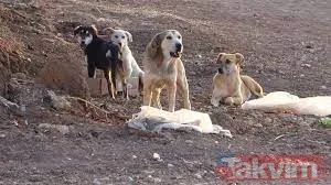 Ekşi Sözlük isimli lağım çukurunun kokuşmuş zihniyeti! 'Bir çocuğu mu kurtarırsınız yoksa bir köpeği mi?' sorusuna verilen cevaplar mide bulandırdı - 2