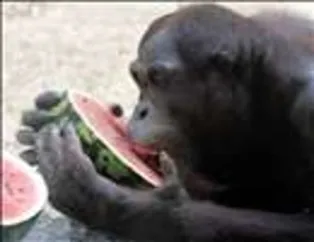 Karpuz Seven Hayvanlar