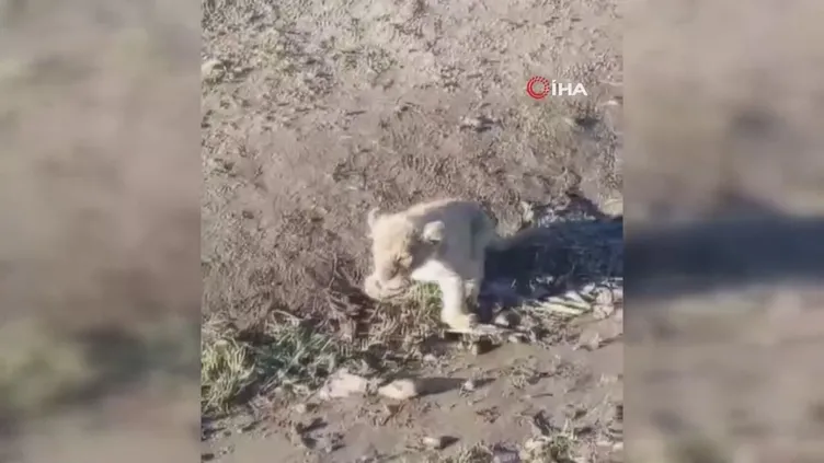 Şanlıurfa'da yol kenarında yavru aslan görüldü! İşte o görüntüler 📸 (VİDEO HABER)