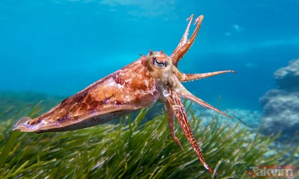 Zorlu testi geçtiler! Bilim açıkladı: Meğer mürekkep balıklarının beyni... - 10