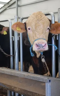 KK'nın iddialarına yalanlama geldi