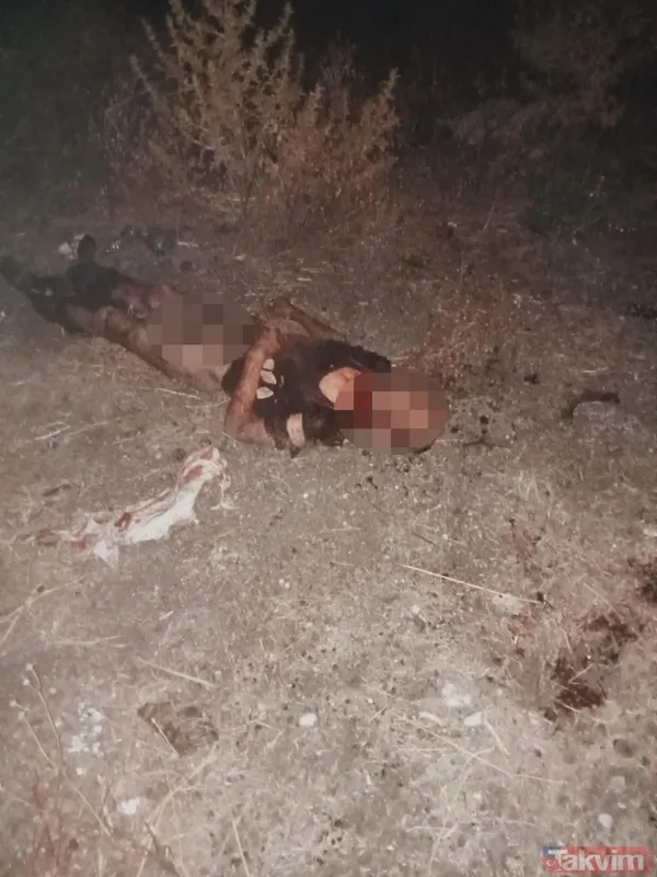 Fatih'te başıboş sokak köpeği vahşeti: 1 kişi hayatını kaybetti | Dehşeti anlattılar: Boğazını ısırıp kopartmışlar - 7