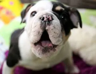 Minik köpeğin yürek burkan hikayesi