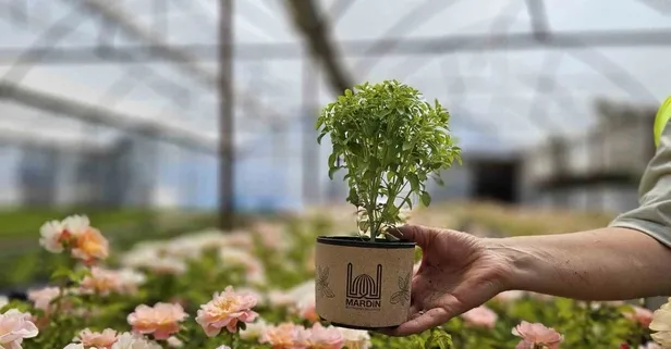 Fesleğen: Öksürükten ağız yaralarına, doğal şifa kaynağı