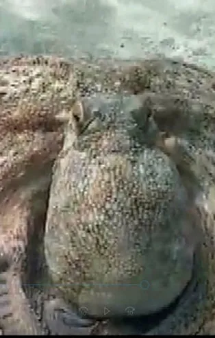 Çanakkale Boğazı'nın dibinde bulundu! 7 bölgede 757 tuzak...