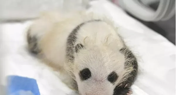 japonyada-erkek-zannedilen-panda-yavrusu-disi-cikti-1608890566479.jpeg Japonya'da erkek zannedilen panda yavrusu dişi çıktı-3