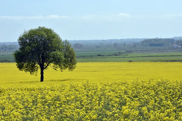 biyodizel-uretiminde-ham-madde-olarak-kullanilan-kanolanin-ekim-alani-artiyor-1609399023659.jpg Biyodizel üretiminde ham madde olarak kullanılan kanolanın ekim alanı artıyor-6