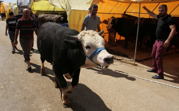 Kurban Bayramı'nın önemi nedir? 2018 Kurbanlık fiyatları nedir? Kurban kesilirken nelere dikkat etmek gerekir?-6