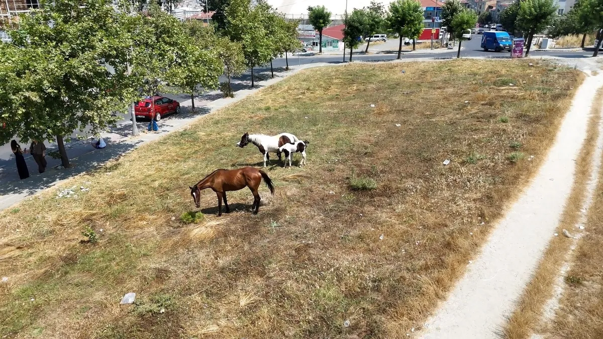 chpli-avcilar-belediyesine-tepki-basibos-atlar-trafigi-ve-surucu-adaylarini-tehlikeye-atti-1784703988319.jpeg CHP'li Avcılar Belediyesi'ne tepki! Başıboş atlar trafiği ve sürücü adaylarını tehlikeye attı-7