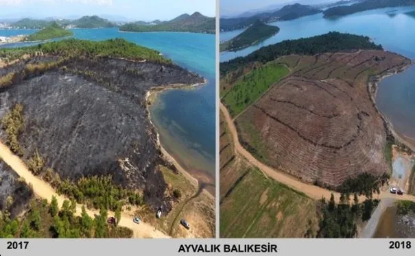 Bakanlık harekete geçti! Küle dönen ormanlar artık yeşil!-3