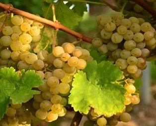 Meyvesi 2, yaprağı 20 lira