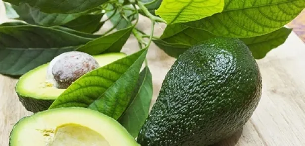 avokado-cayi-faydalari-nelerdir-avokado-cayi-neye-iyi-gelir-nasil-yapilir-1655300447678.jpeg Avokado çayı faydaları nelerdir? Avokado çayı neye iyi gelir, nasıl yapılır?-4