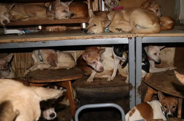 Japonya'da bir ailenin 30 metrekarelik evde 164 köpek ile yaşadığı tespit edildi-2