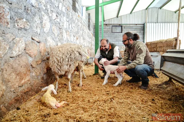 Abi-kardeş kariyerlerini bıraktılar 800 hayvanlı sürü sahibi oldular - 11