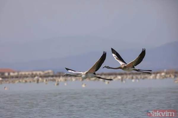 Minik allı turnalar (flamingolar) uçmayı İzmir Kuş Cenneti'ndeki doğal kreşte öğreniyorlar - 9
