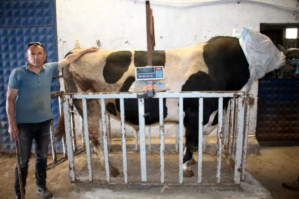 72-bin-500-liraya-satildi-dev-tosun-1-ton-220-kilogram-agirliginda-1656315873580.jpg 72 bin 500 liraya satıldı! Dev tosun 1 ton 220 kilogram ağırlığında-7