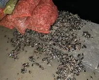 Kaçak midye avcılarına operasyon